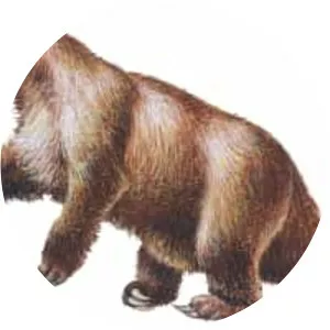Giant ground sloth - Animal