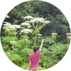 Giant hogweed