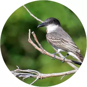 Giant kingbird