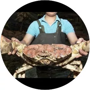 Giant mud crab