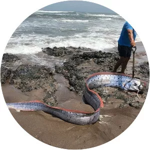 Giant oarfish - Fish
