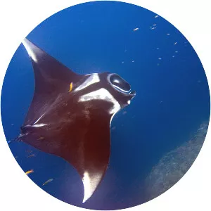 Giant oceanic manta ray