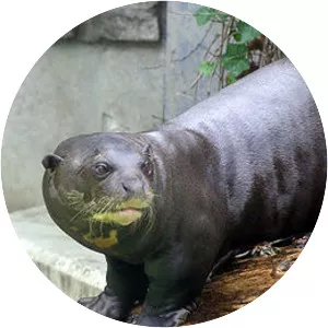 Giant otter