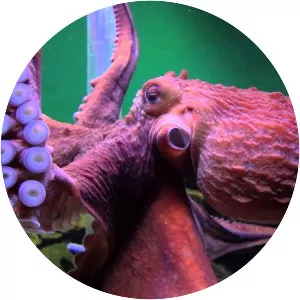 Giant Pacific octopus