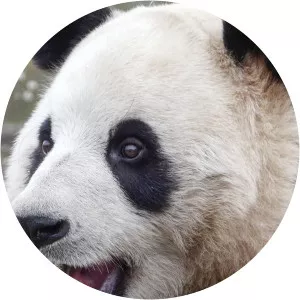 Giant Pandas Go Wild - TV program
