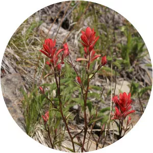 Giant red Indian paintbrush