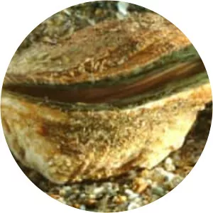 Giant rock scallop