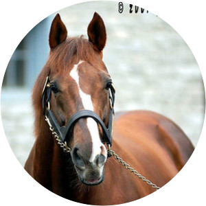 Giant's Causeway - Horse