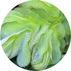 Giant salvinia - Plants