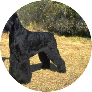 Giant Schnauzer