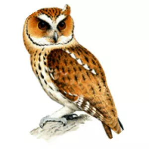 Giant scops owl - Bird