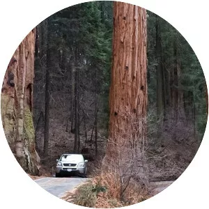 Giant Sequoia National Monument