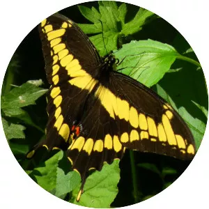 Giant Swallowtail