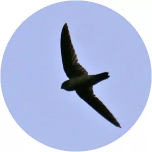 Giant swiftlet - 