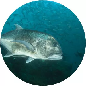 Giant trevally