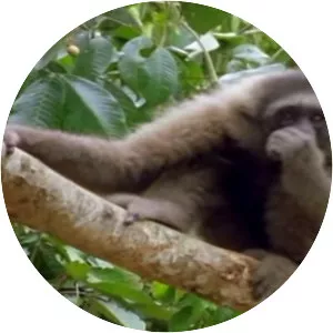 Gibbon