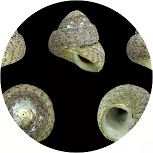 Gibbula divaricata - Animal