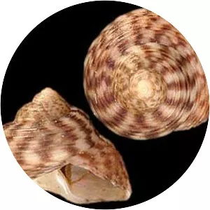 Gibbula tumida - 