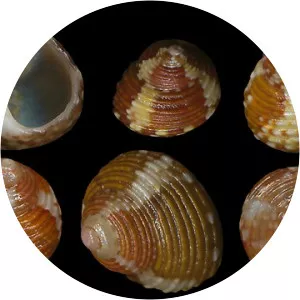 Gibbula turbinoides - 