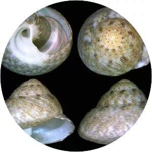 Gibbula varia - 