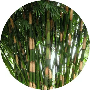 Gigantochloa atter - Plants