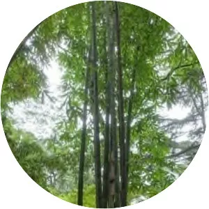 Gigantochloa levis - 