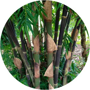 Gigantochloa - Plants