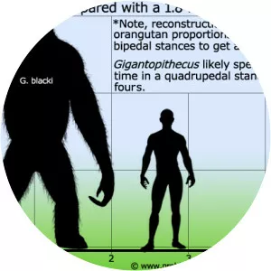 Gigantopithecus bilaspurensis