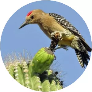 Gila woodpecker - Bird
