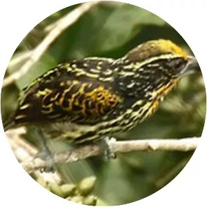 Gilded barbet