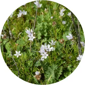 Gilia angelensis