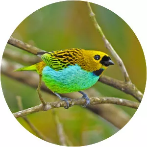 Gilt-edged tanager