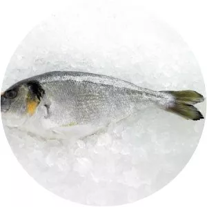 Gilt-head bream - Fish
