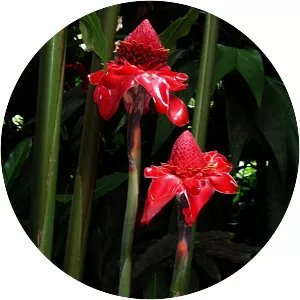 Ginger family - Plants