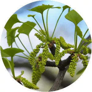 Ginkgo