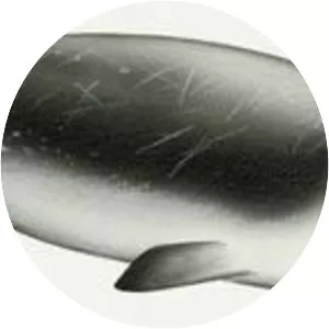 Ginkgo-toothed beaked whale