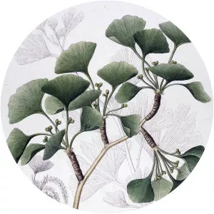 Ginkgoaceae - Plants
