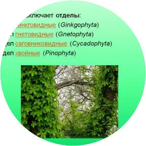 Ginkgophyta