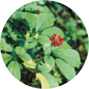Ginseng