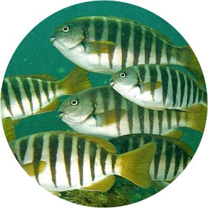 Girella zebra - 
