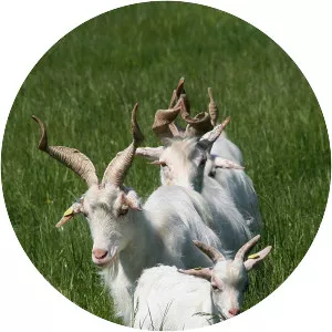 Girgentana - Domestic goat breed