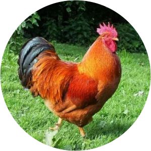 girirajan kozhi photograph