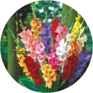 Gladiolus