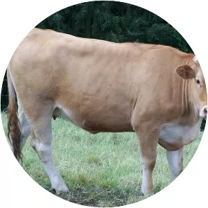 Glan cattle