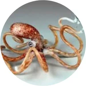 Glass octopus - 