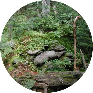 Glastenbury Mountain - Mountain in Vermont