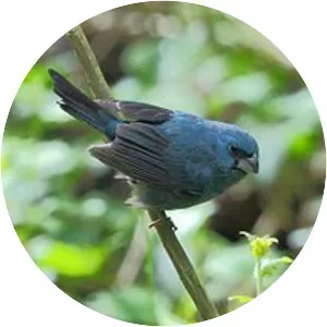 Glaucous-blue grosbeak
