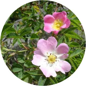 Glaucous dog rose