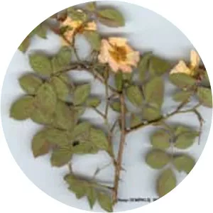 Glaucous dog rose (Rosa Dumalis)