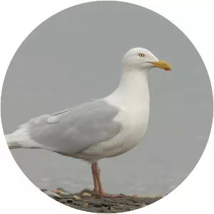 Glaucous gull